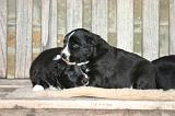 BORDER COLLIE 1549